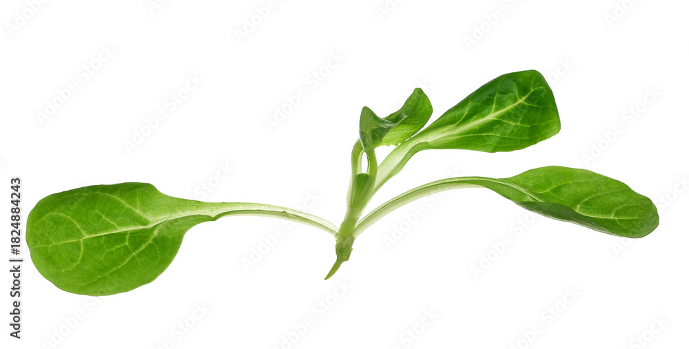 Naklejka premium Leaves of corn salad, lamb's lettuce, common cornsalad, feldsalat, Valerianella locusta, valeriana insalata, isolated on white background