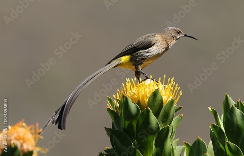 Cape Sugarbird