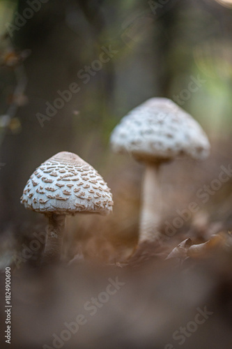Mushrooms in the Forest (Macrolepiota procera)