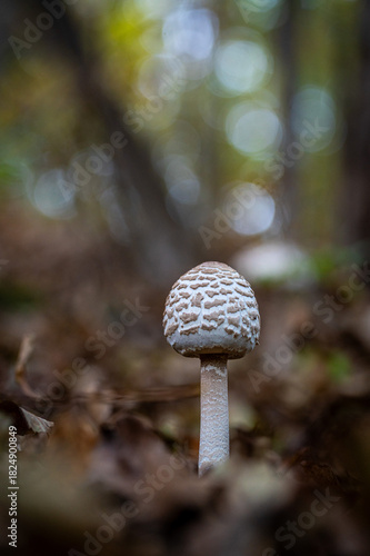Mushroom in the forest floor (Macrolepiota procera)