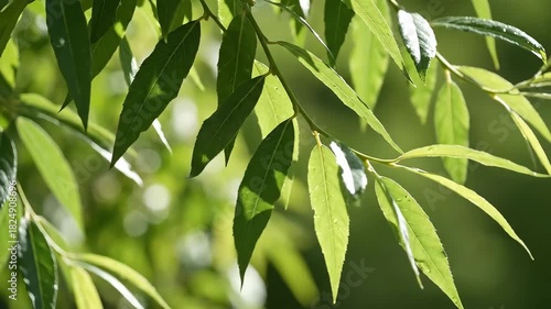 Close up of vibrant green leaves with sunlight filtering through.
