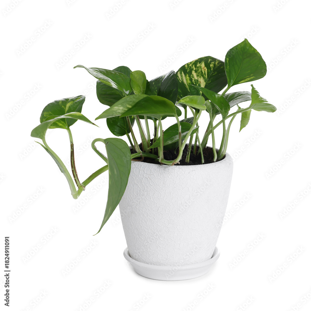 Fototapeta premium Beautiful potted golden pothos houseplant isolated on white