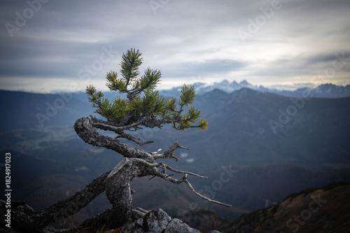 tree in the mountains