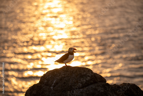 Atlantic puffin, Fratercula arctica, golden hour backlighting from the setting sun