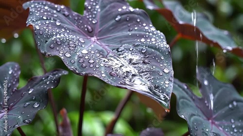 Raindrops on dark green leaves after a summer shower.