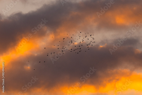 Flock of birds flying through dramatic orange and gray sunset clouds.