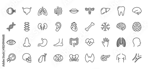 Anatomy and human organs line icon set. Vector pictograms of lungs, brain, heart, bones, kidney, and digestive system, thin linear illustration.