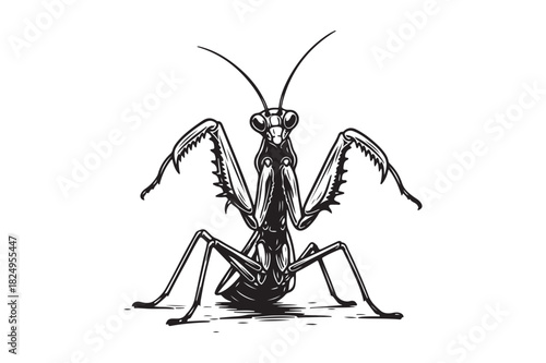 Detailed black and white sketch of a praying mantis insect