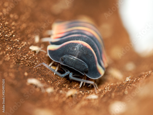 Isopode Merulanella sp. “Ember Bee” – macro du cloporte exotique à bande jaune et pattes claires, détail naturaliste