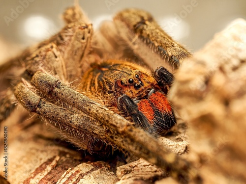 Piloctenus haematostoma – macro d’une araignée Ctenidae aux chélicères rouges