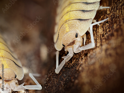 Porcellio bolivari – macro naturaliste d’un cloporte terrestre jaune marbré sur écorce