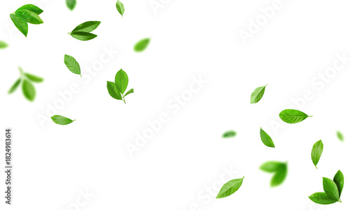 Fresh green leaves of citrus plant flying on white background