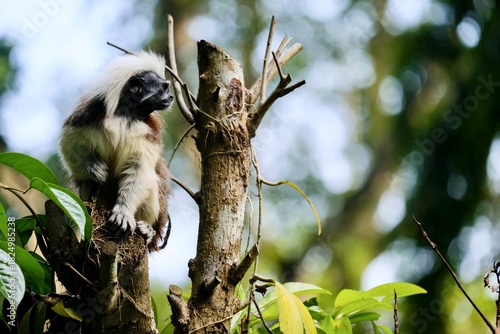 A male cotton-top tamarin monkey (Saguinus oedipus) perched on the top of a tree inside its zoo enclosure - Singapore