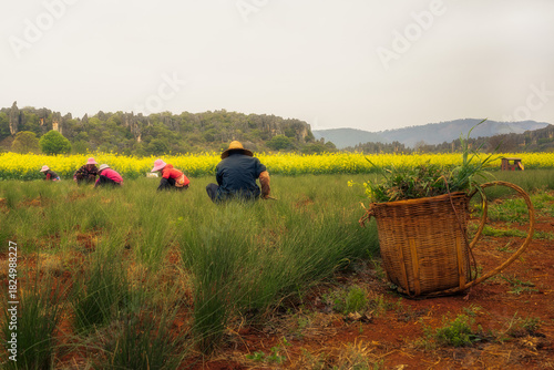 View of farmers harvesting in the fields of green and yellow under a cloudy sky with basket in the foreground, Kun Ming Shi, Yun Nan Sheng, China.