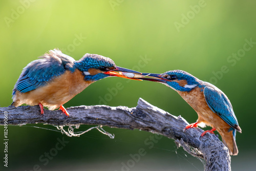 Courtship Feeding Pair of Kingfishers on Branch in Extremadura