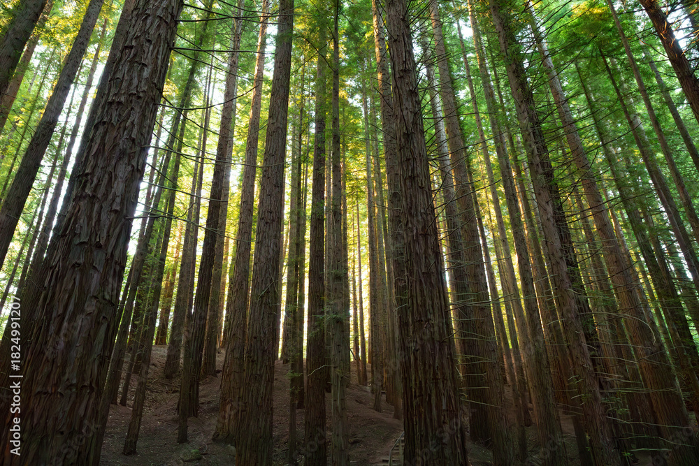 Fototapeta premium Sequoia forest of Cabezon de la Sal, Cantabria