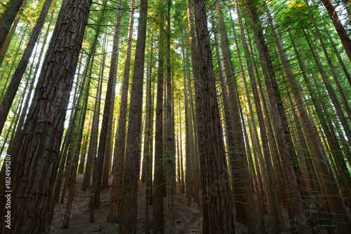 Sequoia forest of Cabezon de la Sal, Cantabria