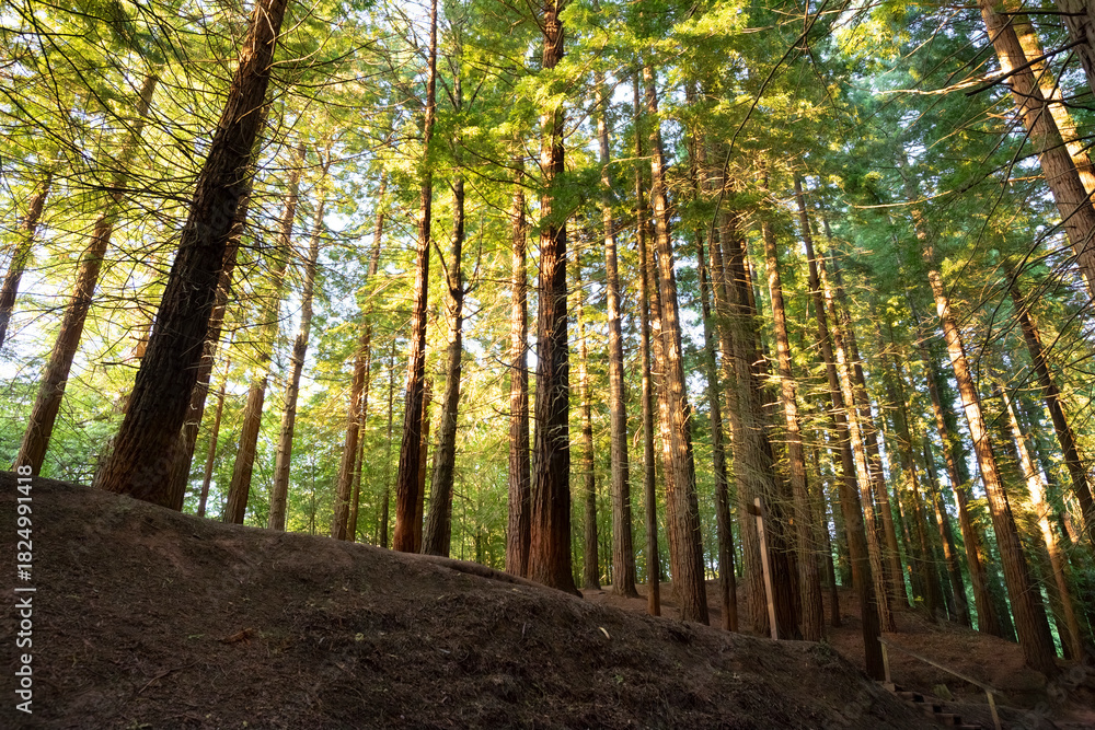 Obraz premium Sequoia forest of Cabezon de la Sal, Cantabria