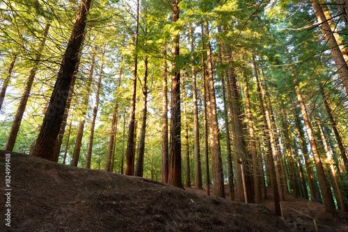 Sequoia forest of Cabezon de la Sal, Cantabria