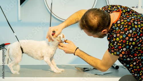 At a pet grooming salon, a middle-aged male groomer is trimming the fur of an adorable Maltese dog with scissors