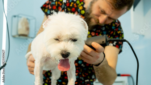 At a pet grooming salon, a middle-aged male groomer is trimming the fur of an adorable Maltese dog with clipper