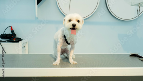 The adorable pose of a Maltese dog at a pet grooming salon