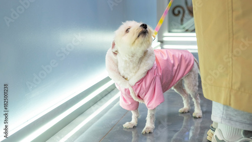 The adorable pose of a Maltese dog at a pet grooming salon