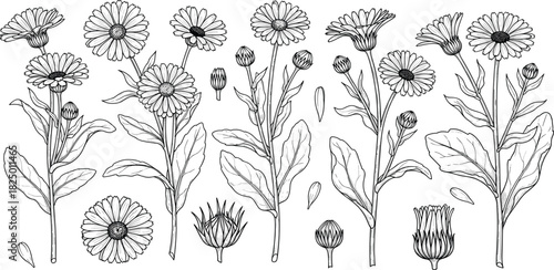A detailed set of hand-drawn calendula officinalis flowers, showcasing various stages from bud to bloom in a classic botanical line art illustration style