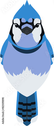 Vector illustration of a blue jay bird facing forward.
