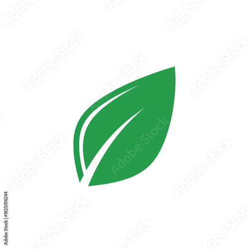 Single Green Leaf with Visible Veins on White Background.