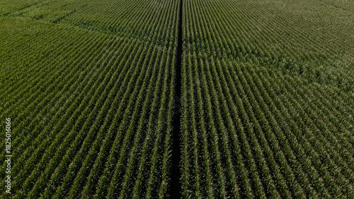 Aerial perspective shot looking down the long, parallel rows of a dense, vibrant green corn or crop field, divided by a central dark path