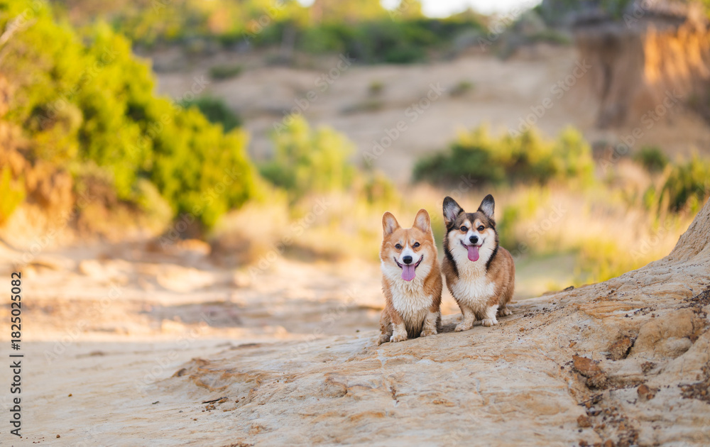 Fototapeta premium Two Corgi Dogs Posing on a Rocky Path with a Scenic View (Croatia