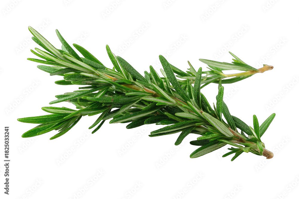 Fototapeta premium Fresh rosemary sprigs against black