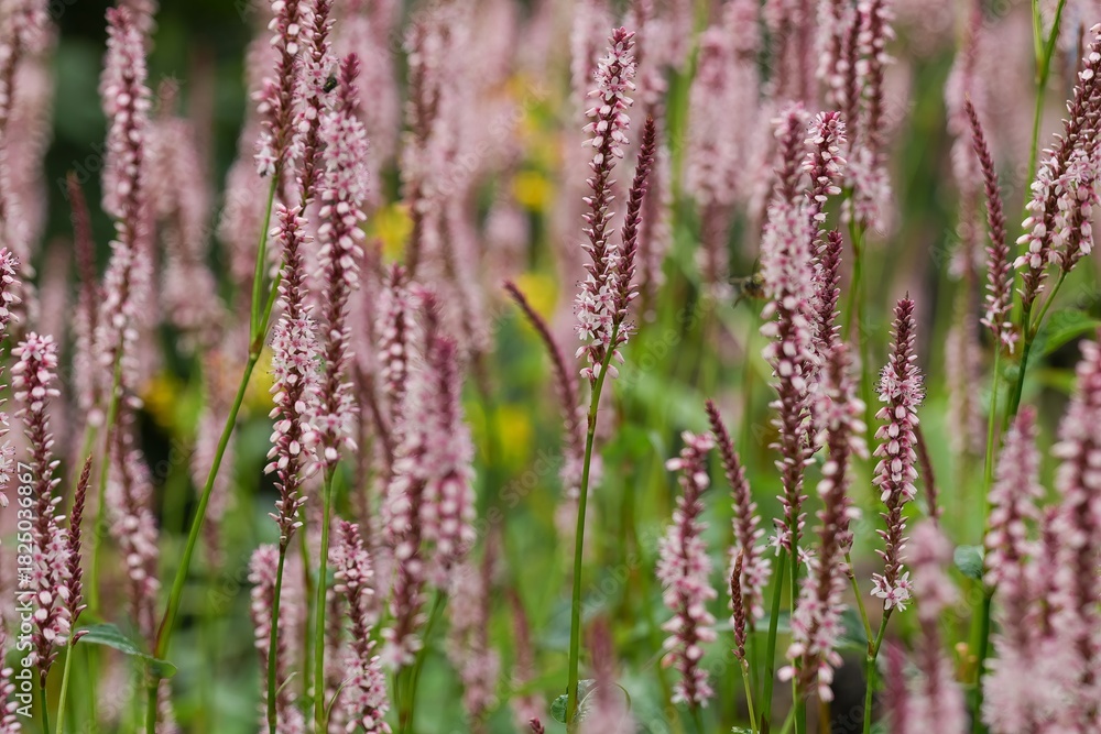 Fototapeta premium A serene field of blooming pink flowers swaying gently in the breeze, creating a picturesque, tranquil botanical scene.