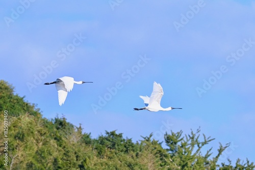 Black faced spoon bill クロツラヘラサギ