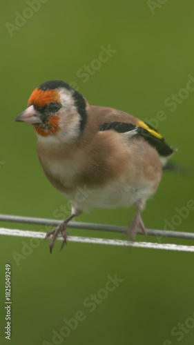 Goldfinch bird perched on wire colorful wings