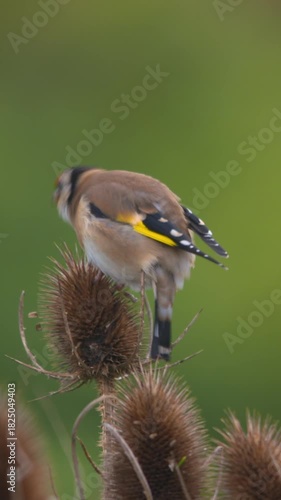 Goldfinch bird  perched on thistle flower pecking seeds