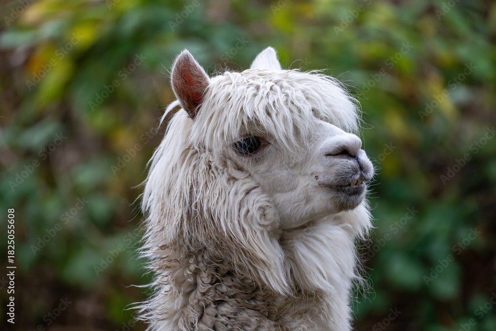 Naklejka premium White alpaca portrait with long wool in natural outdoor setting
