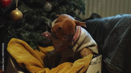 A dog in a Christmas sweater sits near a Christmas tree.