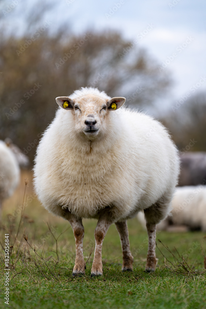 Fototapeta premium Front-facing portrait of a white sheep standing in an autumn meadow