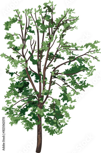  Abstract deciduous tree with green crown for landscape design isolated on white background