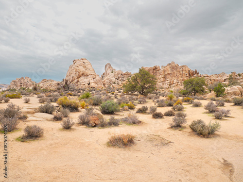 Joshua Tree National Park near Twentynine Palms during a summer season in California, USA.