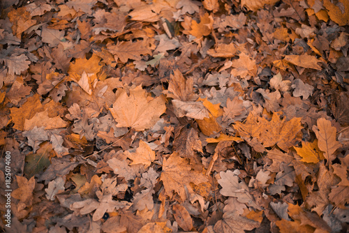 Colorful leaves cover the ground in a forest during autumn as nature transitions from summer to winter