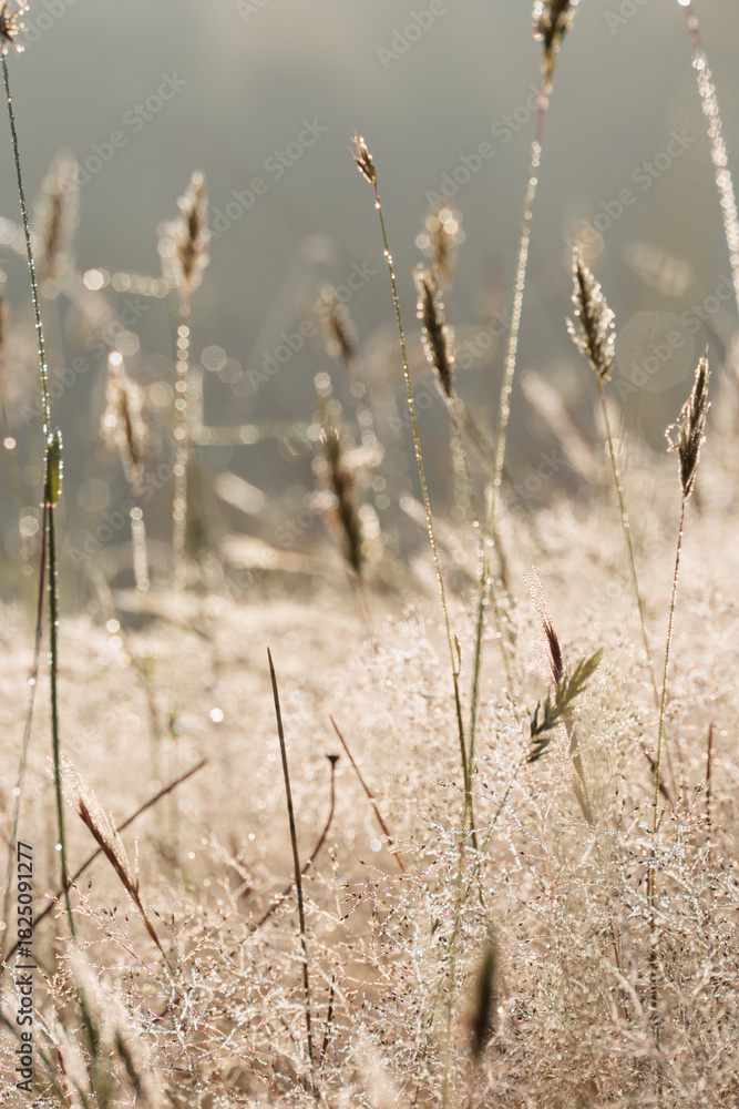 Fototapeta premium A field of tall grass with dew on the grass