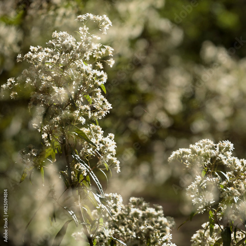A field of white flowers with a bright sun shining on them
