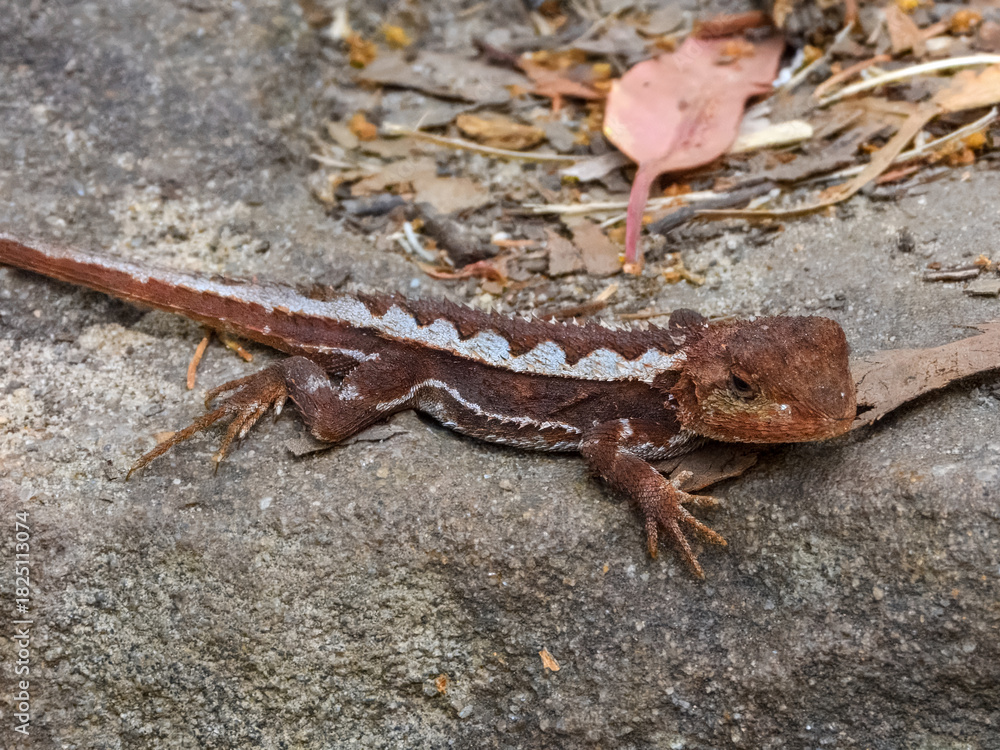 Obraz premium Mountain Dragon (Rankinia diemensis) in Australia