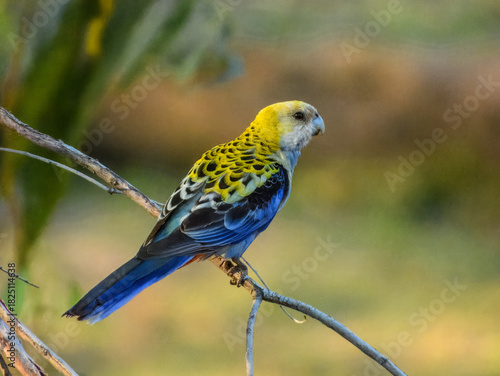 Pale-headed Rosella (Platycercus adscitus) in Australia