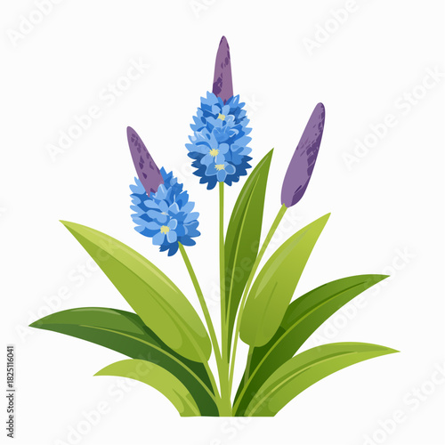 Blue hyacinth flowers with green leaves