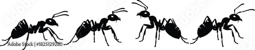 Ant silhouettes collection, detailed insect illustration set, walking ant poses, nature bug graphic design, entomology artwork for projects