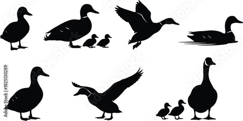 Duck and duckling silhouettes, flying and swimming ducks illustration, bird wildlife graphic set, nature animal artwork for design projects